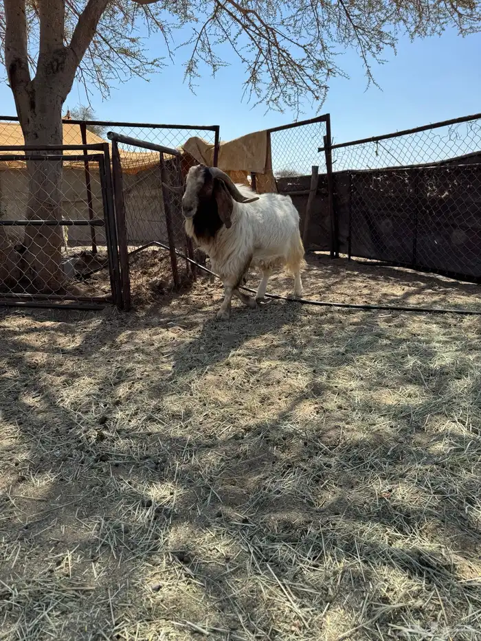 تيس بور قيت 0