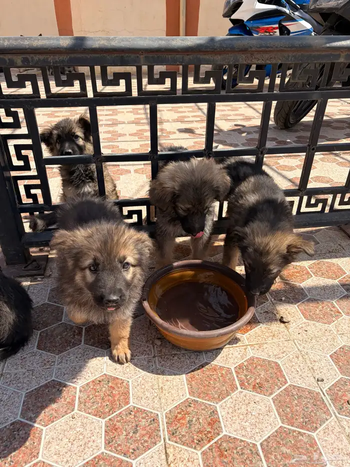 جراء جيرمن شيبرد سيبل بيور 5