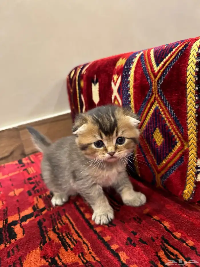 قطط صغيرة kittens للبيع 15
