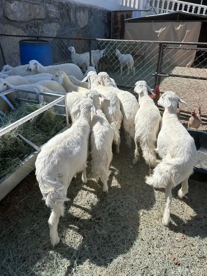 بهم 20للبيع 2