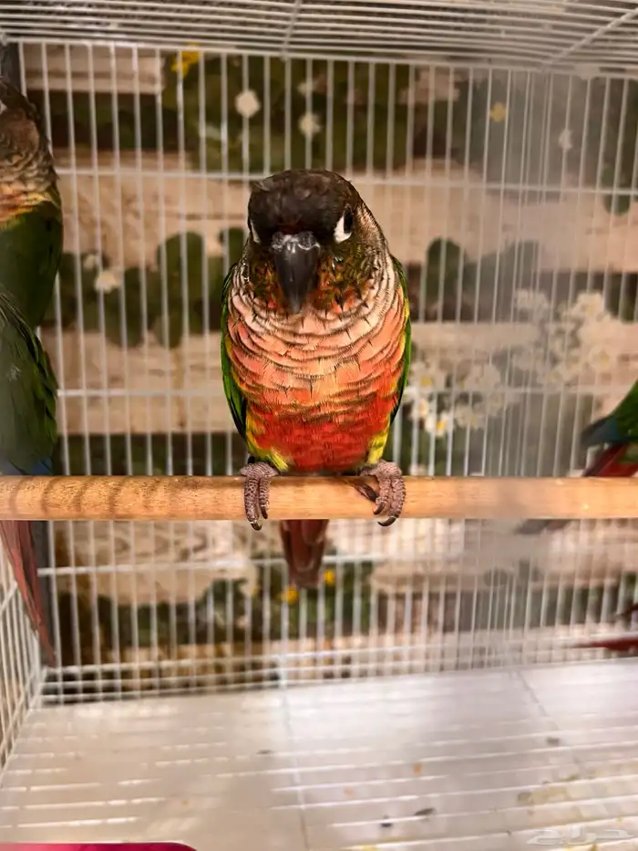 ازواج كنيور يلوسايد 3