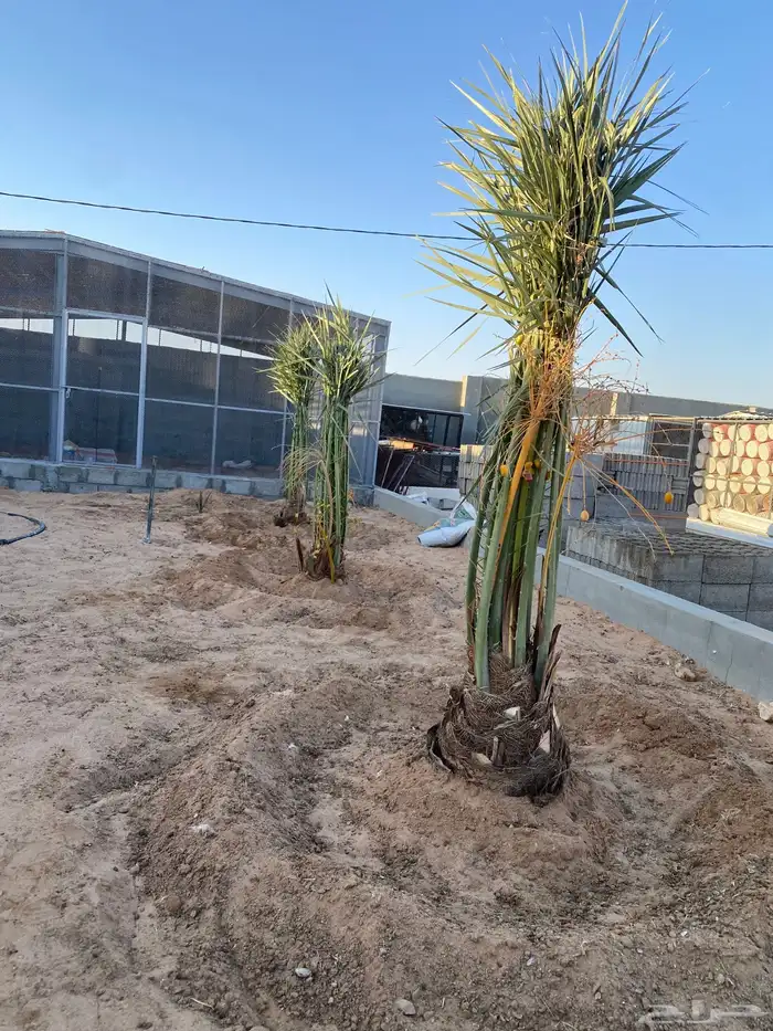 يوجد لدينا نخل نخل البيع طلع عفيف و الخرمه تربه 7