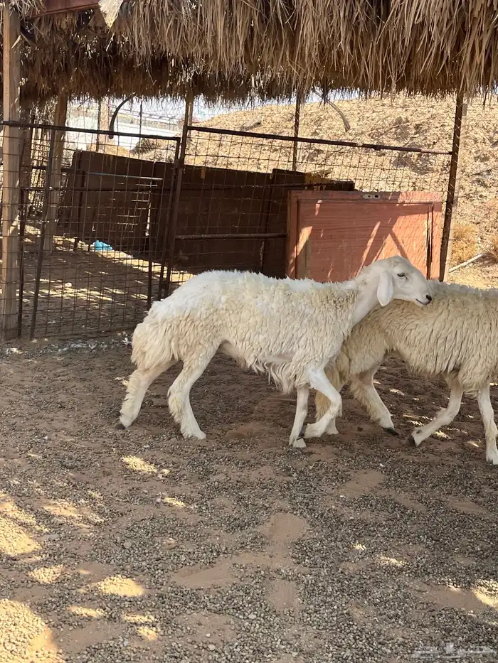 للبيع رخال حريات 4