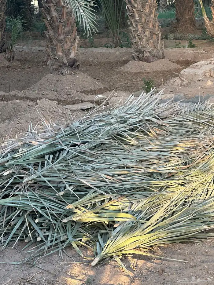 جريد اخضر للبيع 1