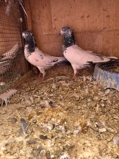 حمام باكستاني index