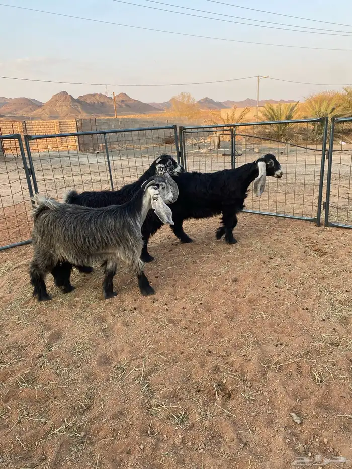 معزا عوارض صنف جفار(تم البيع) 14