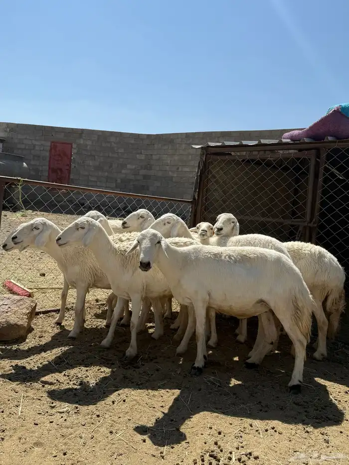 ضان حرش دفع 4