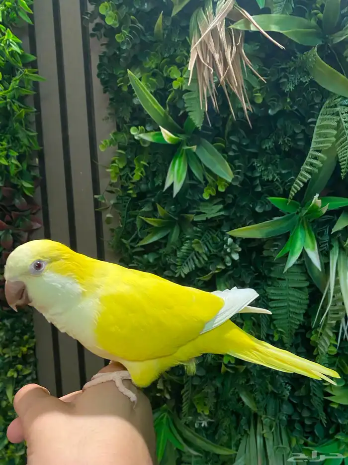 ببغاء كويكر لاتينو ذكر 4