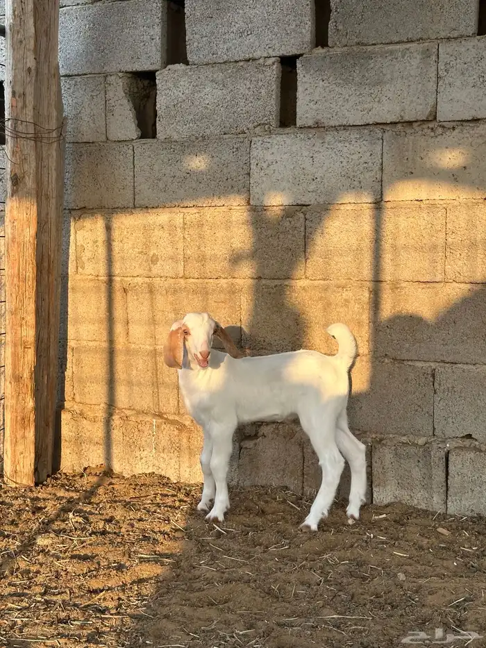 تيوس للبيع 7