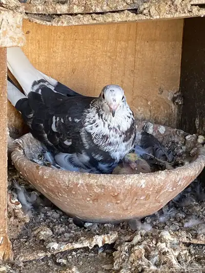 حمام قطيفي نمش index