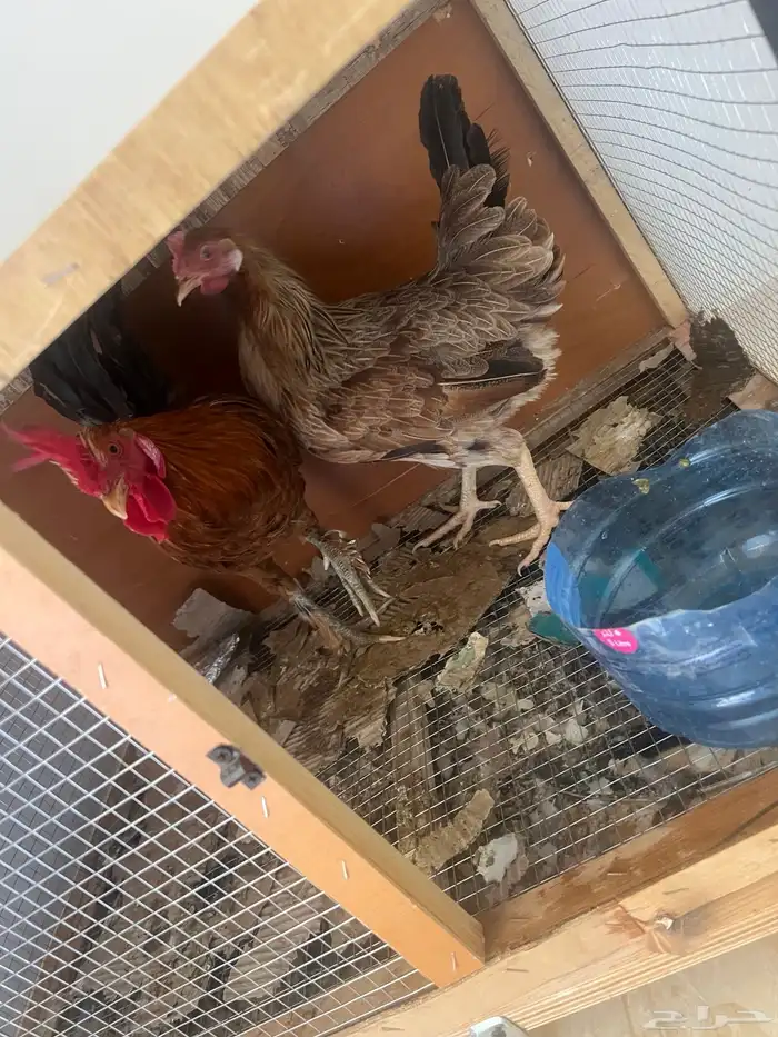 دجاجه وديك للبيع وشبك 1