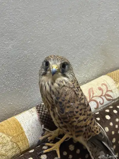 طير شاهق index