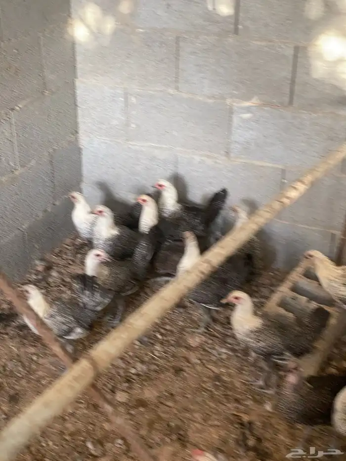 دجاج فيومي 4