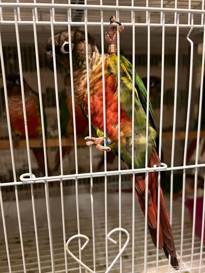 ازواج كنيور يلوسايد 5