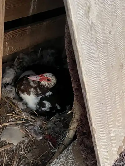 بط للبيع index