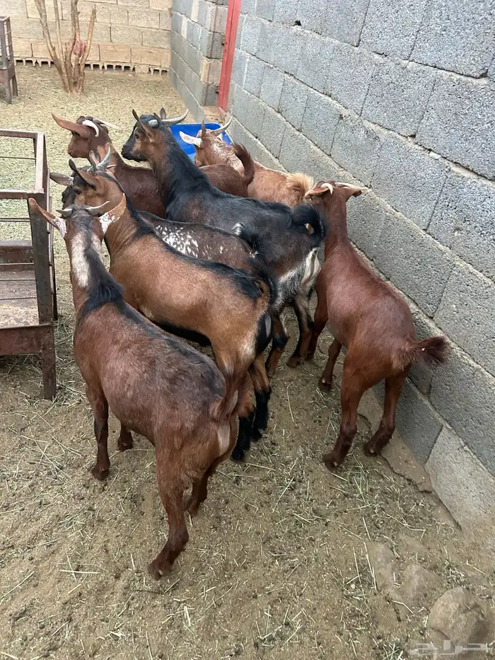 تيوس للبيع 1