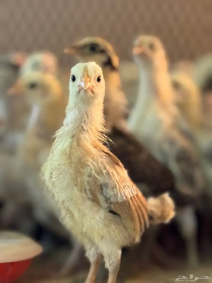 صوص دجاج بلدي تم البيع تم البيع الله يباركهم 0