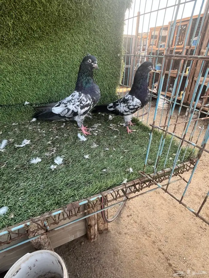 السلام عليكم 4