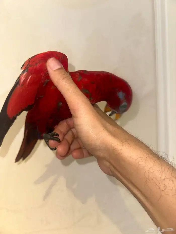 لوري رد مميز وحجم سوبر جامبو( هدد نشبه ) 4