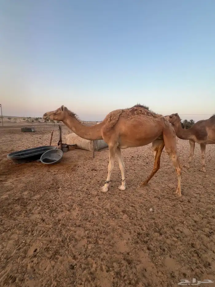 هجن طيبه للبيع 1