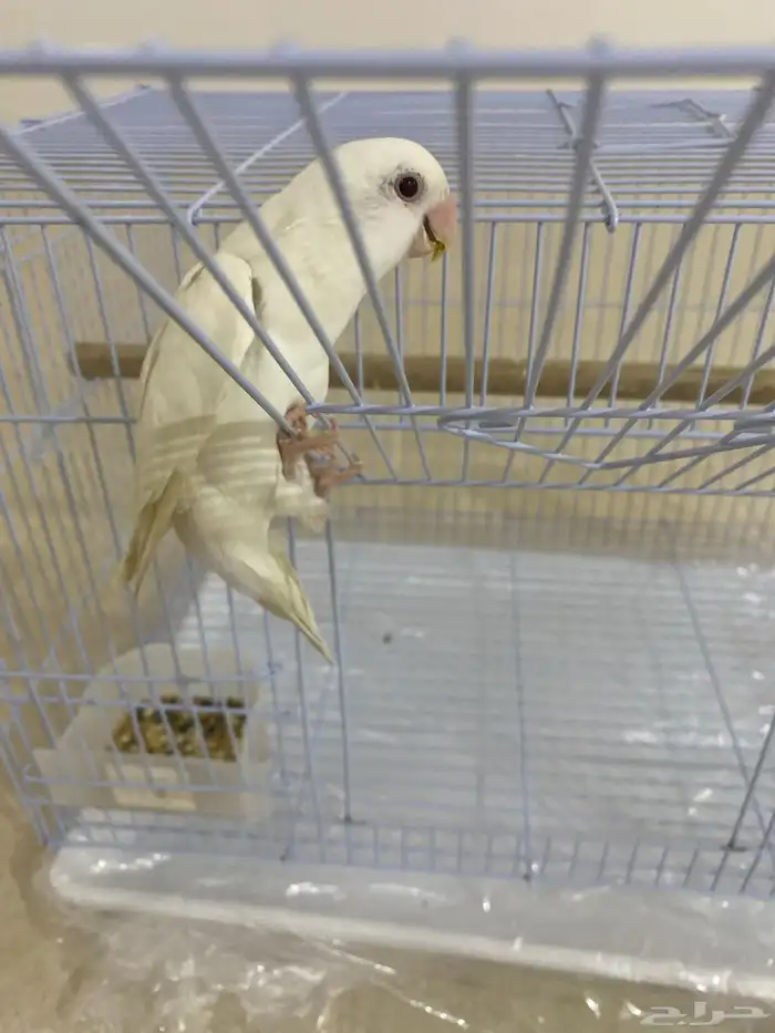 روز ألبينو شبه أليف العمر تقريبا خمسة شهور الجنس غير محدد 2