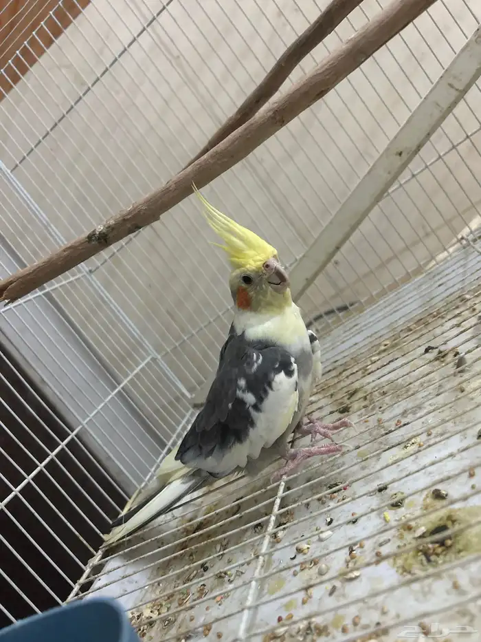 طير كروان ذكر 0