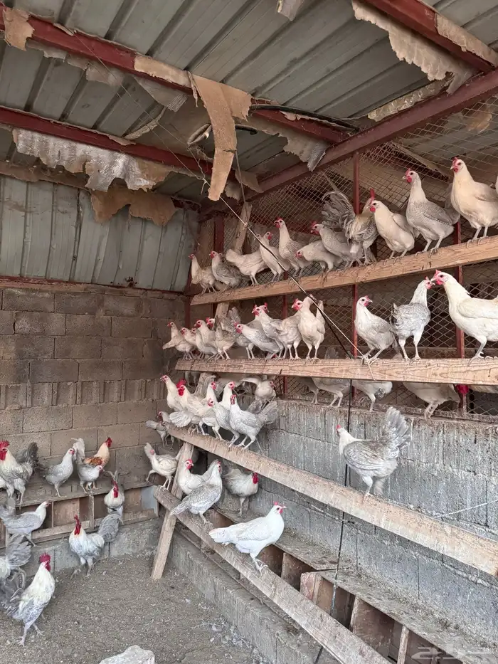 دجاج فيومي الأمنيوم 0