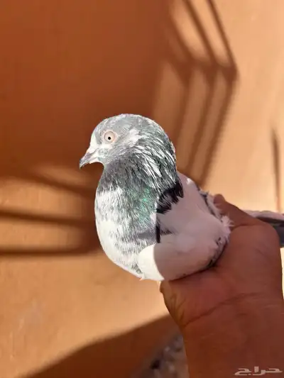 حمام باكستاني index