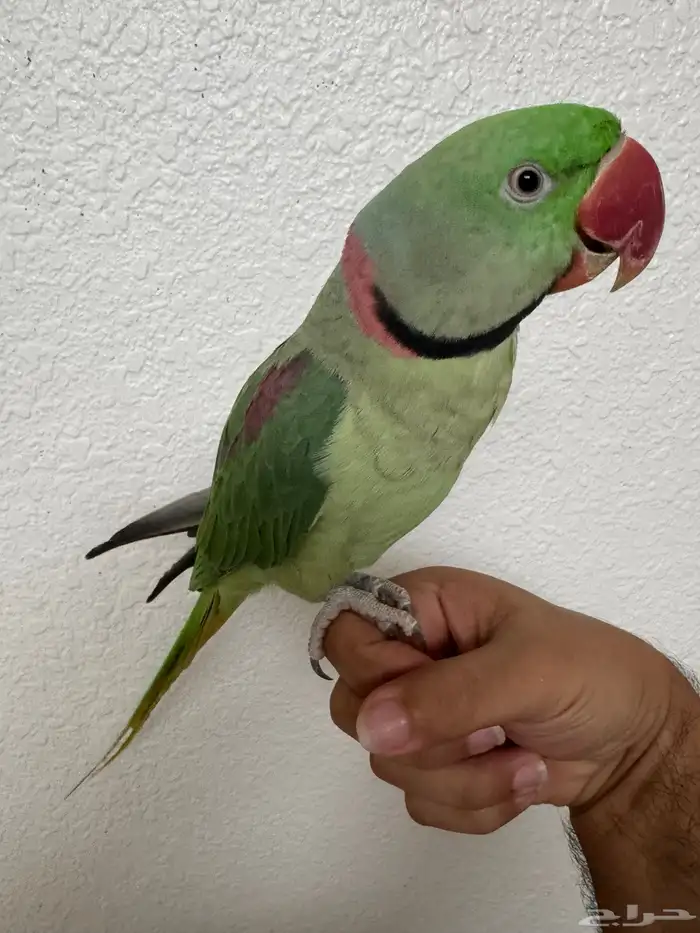 ذكر درة نيبالي 2