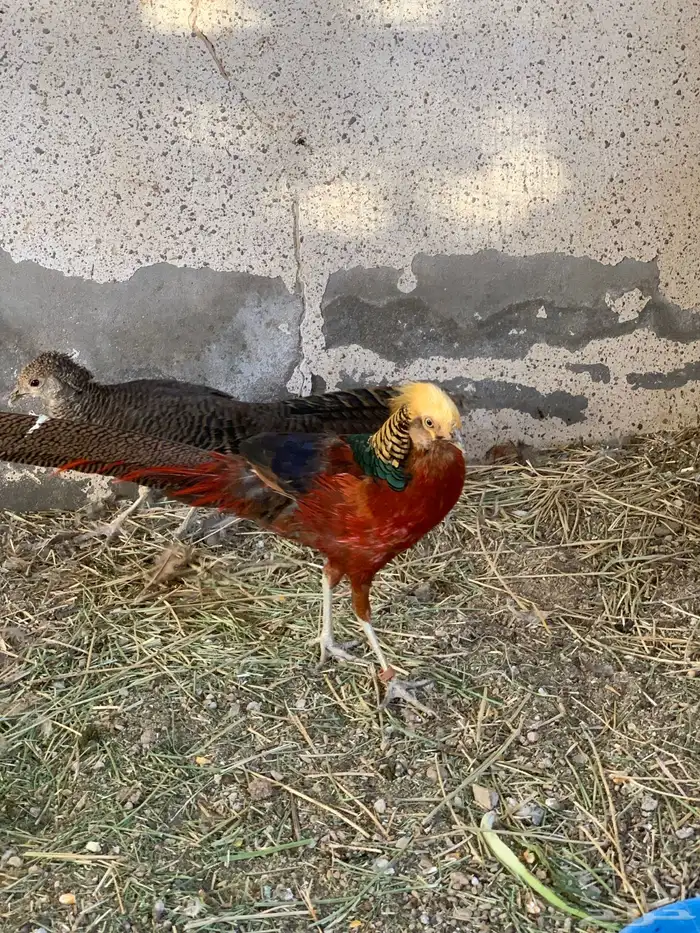 فزنت فرعوني 2