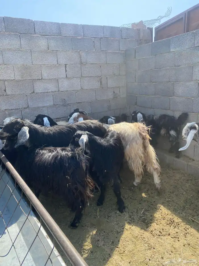 معزا للبيع 4