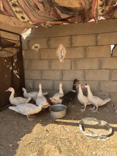 للبيع ذكور بط index