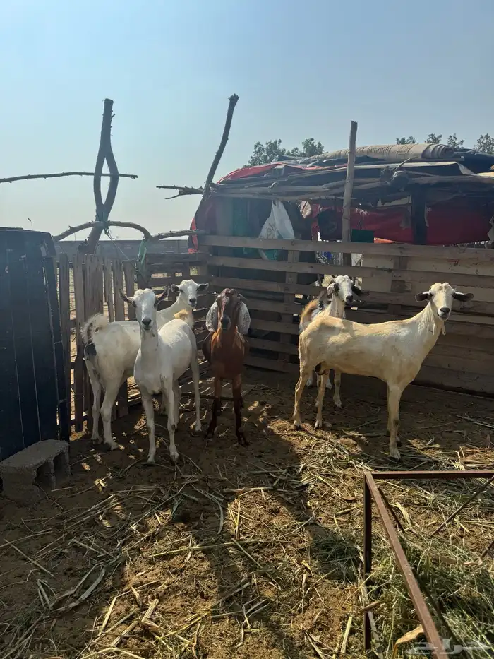 خمس غنم قرايب 2 سديس 2 رباع ود بداية لفاف 3