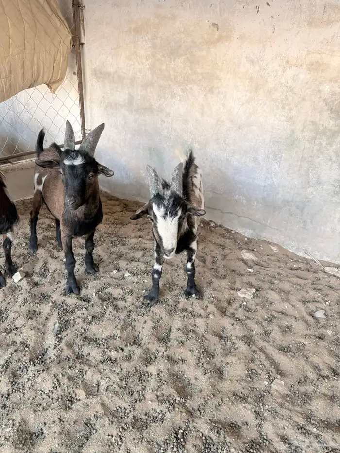 تيوس قزمية 2