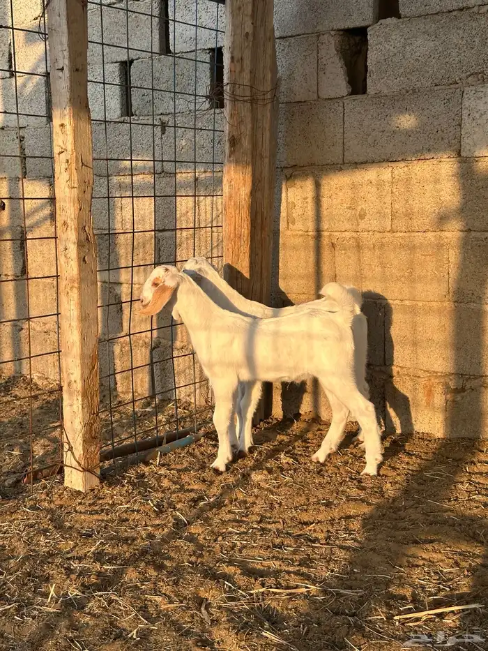 تيوس للبيع 6