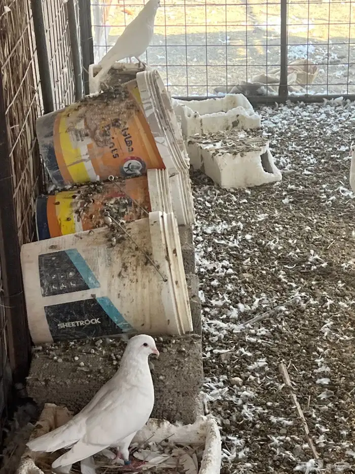 حمام فرنسي سوبر جامبو ملكي 2