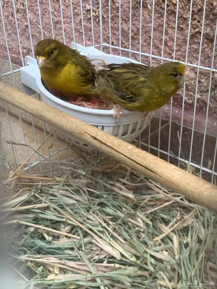 كناري سوري 1