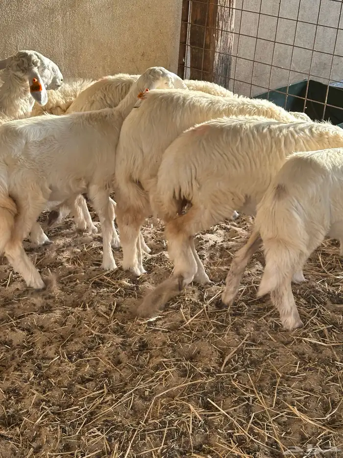 رخال حريات للبيع 3