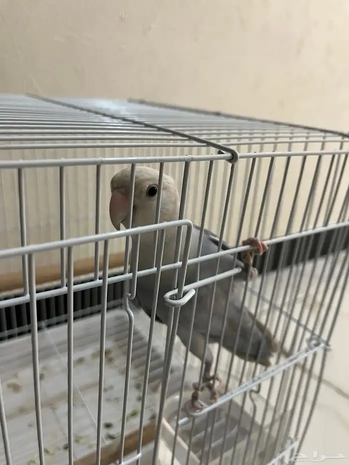 طير روز ذكر 4