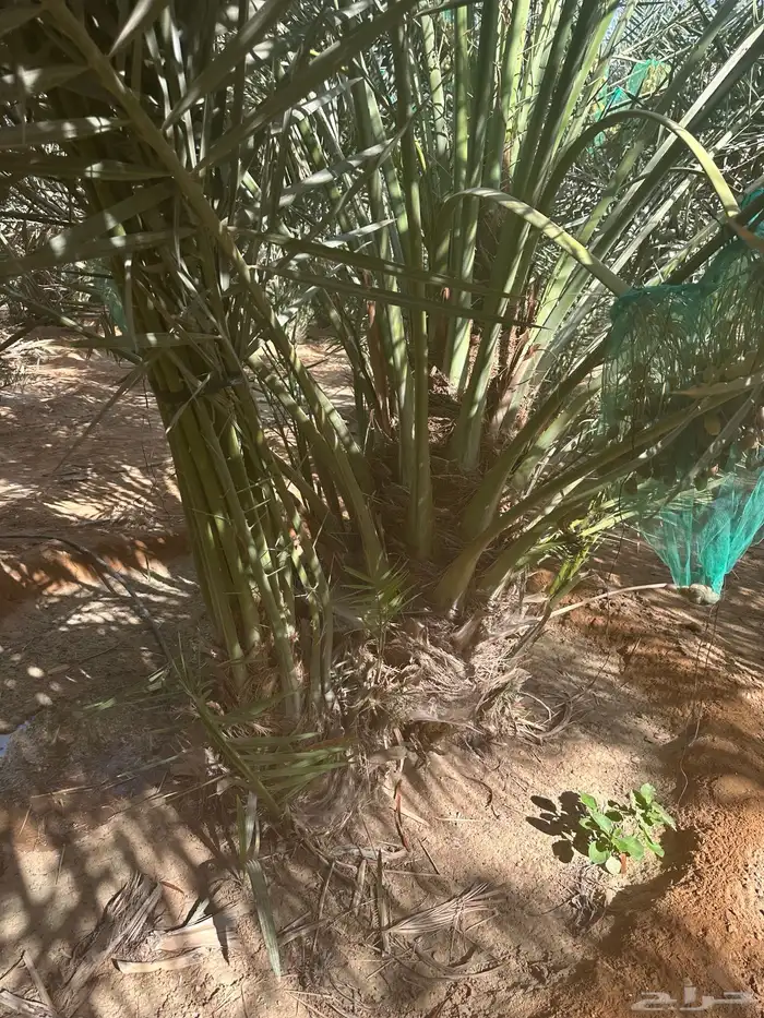 نخل نقايل من متر وفوق 0