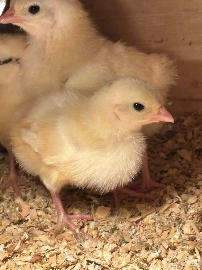 صوص بلدي امهاته جاملو الوان فواتح 6