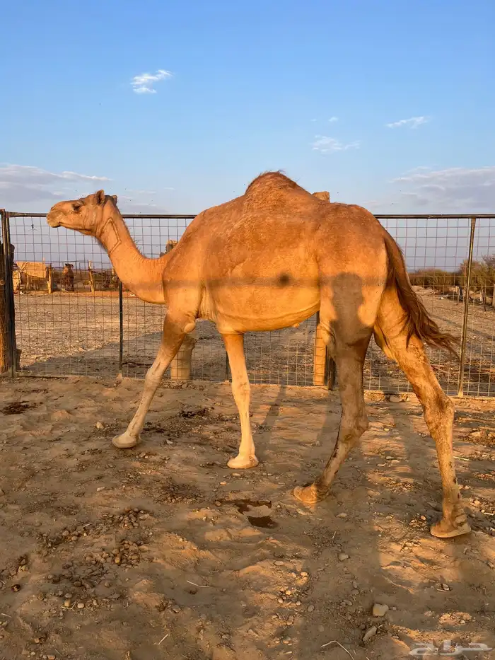 نياق مبيوعه عيالها 7