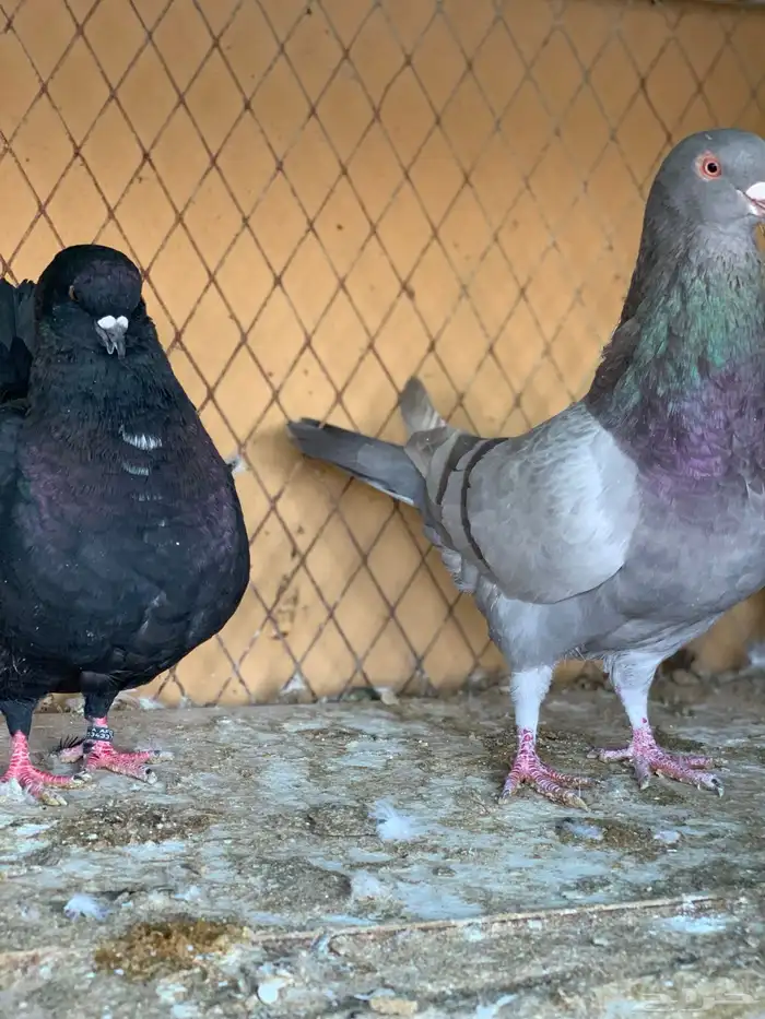 جوز كنق على سلفر 8