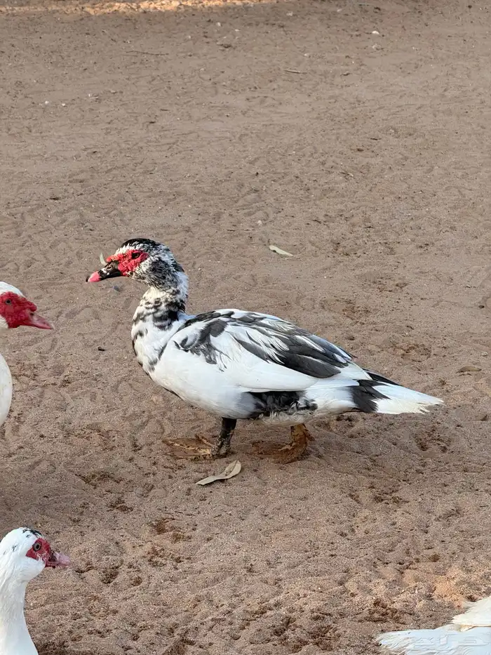 ذكور بح لافندر 0