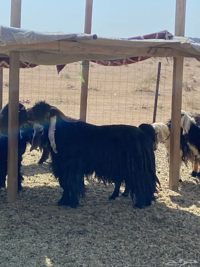 تيس فحل عارضي اسود 1