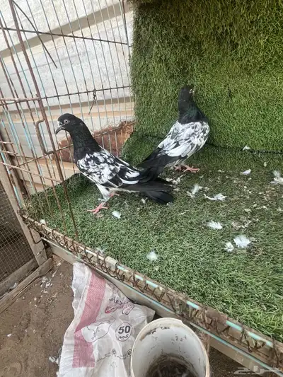 السلام عليكم index