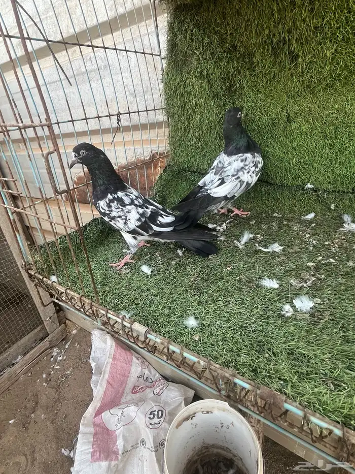 السلام عليكم 1