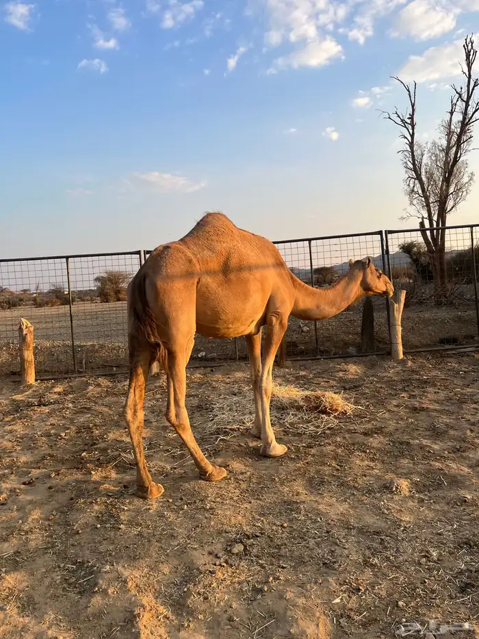 نياق مبيوعه عيالها 9