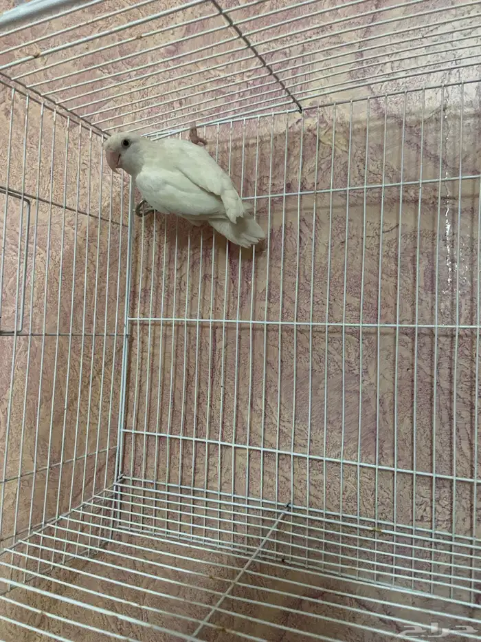 للبيع انثى روز منتجه 5