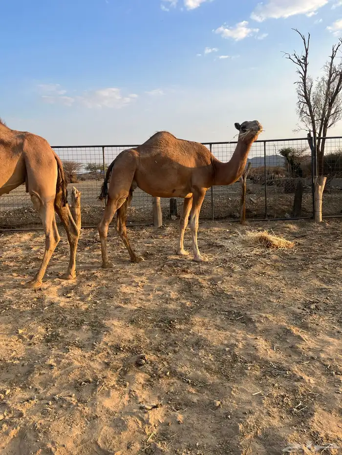 نياق مبيوعه عيالها 21